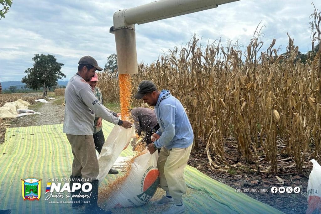 apoyo a la cosecha de maíz en ahuano