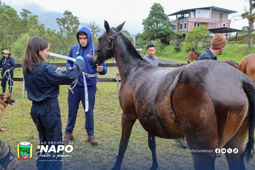 brigadas de sanidad equina y canina – ciudad de baeza, cantón quijos