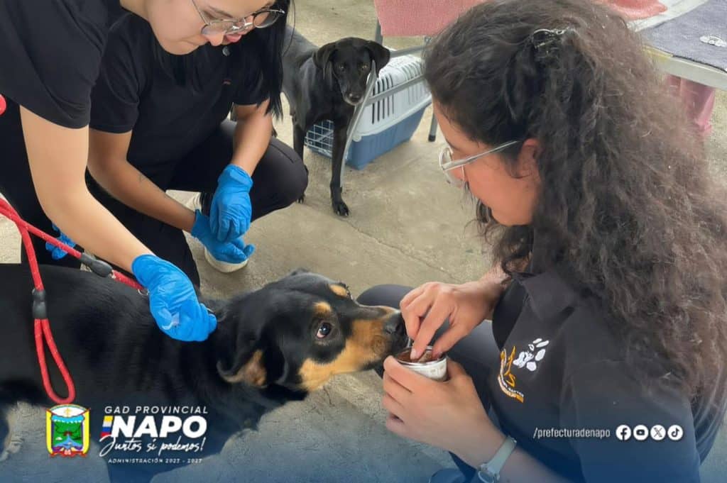 cotundo jornada gratuita de desparasitación y vitaminización de perros y gatos