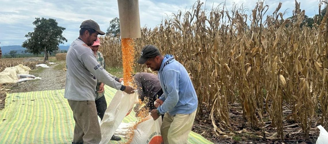 apoyo a la cosecha de maíz en ahuano