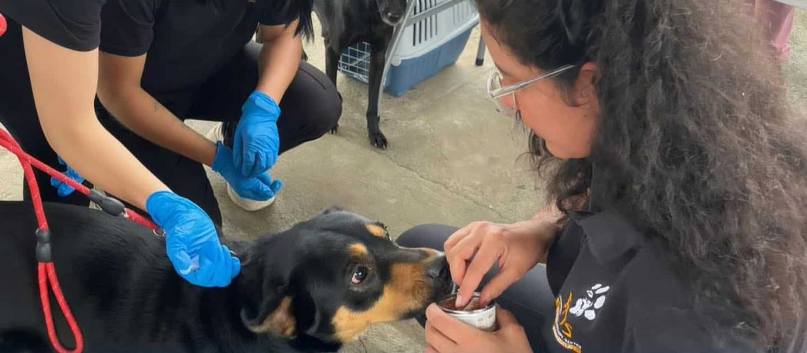 cotundo jornada gratuita de desparasitación y vitaminización de perros y gatos