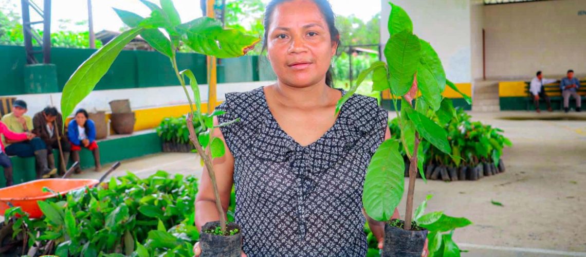entrega de 5.304 plantas de cacao en la comunidad villano – parroquia san pablo