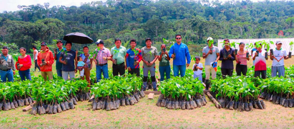entrega de 5.756 plantas de cacao en la comunidad san clemente – provincia de napo