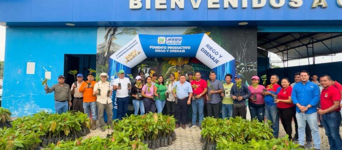 entrega de 6.000 plantas de cacao en chonta punta