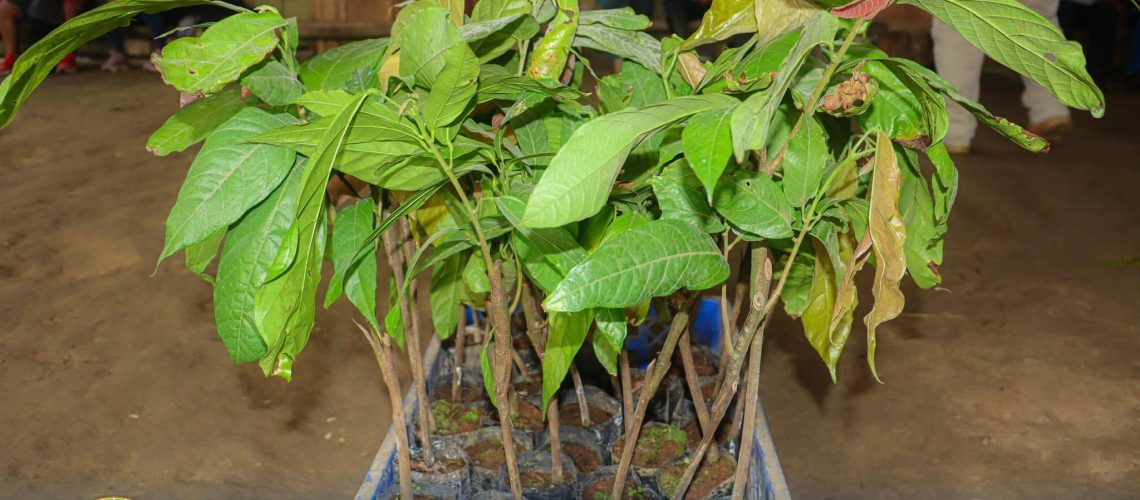 entrega de plantas de cacao fortalece la producción de la asociación askepa