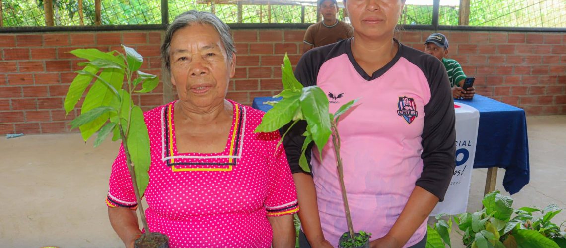 entrega de plantas de cacao fortalece la producción en la comunidad kichwa 12 de octubre yawar wawki, parroquia chonta punta
