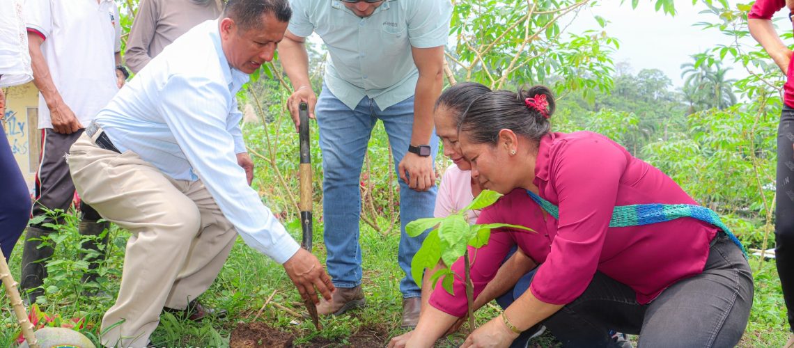entrega de plantas de cacao fortalece la producción en la comunidad lushianta