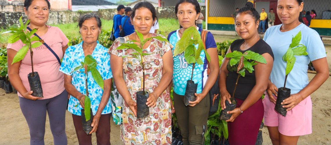 entrega de plantas de cacao fortalece la producción en la comunidad porotoyacu, parroquia san pablo de ushpayaku