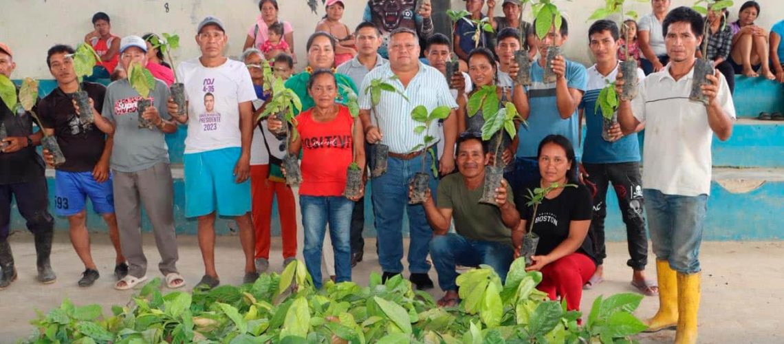 entrega de plantas de cacao fortalece la producción en la comunidad shiripuno, parroquia chonta punta