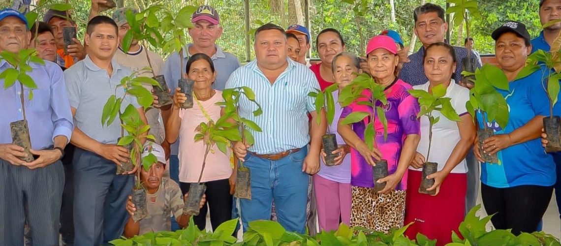 entrega de plantas de cacao fortalece la producción en la parroquia chonta punta