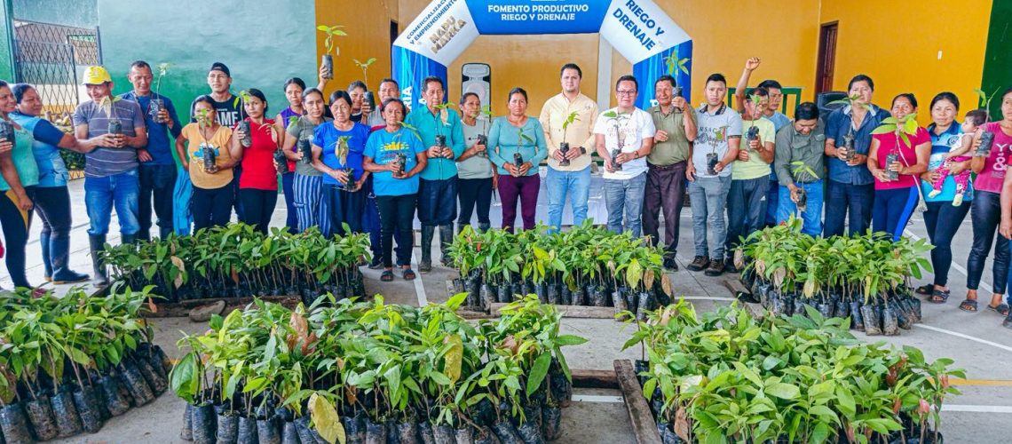 entregamos 7.350 plantas de cacao en la comunidad de nocuno