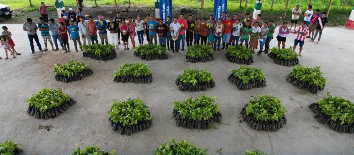 entregó 7.800 plantas de cacao de la variedad ccn51 a 52 agricultores de la comunidad ita kivilina, en el cantón archidona