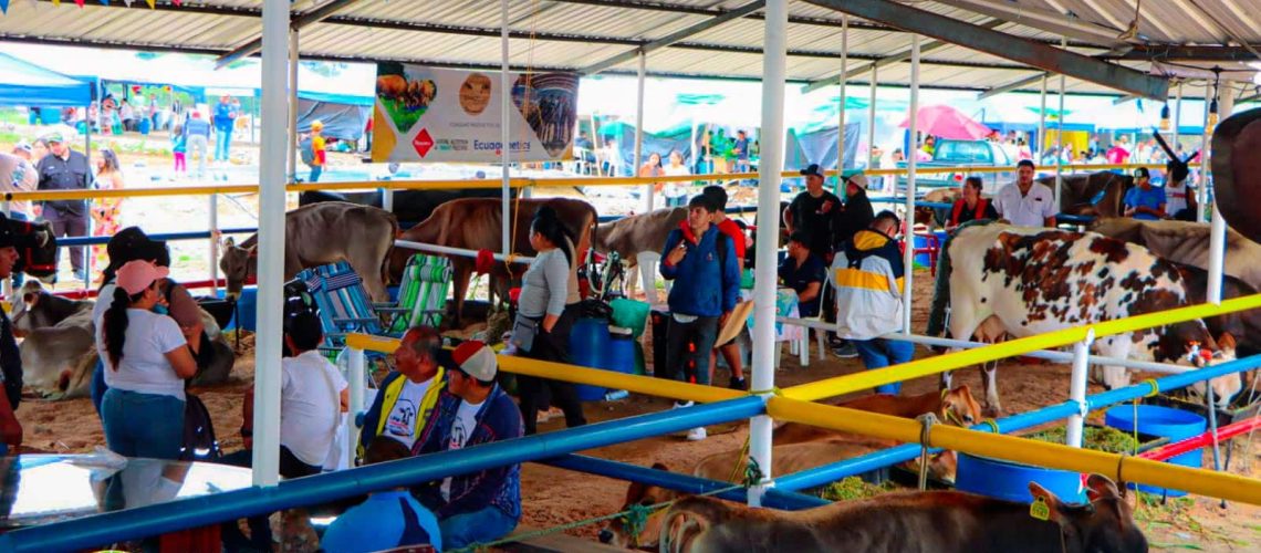 exposición y juzgamiento de ganado – feria ganadera provincial de napo