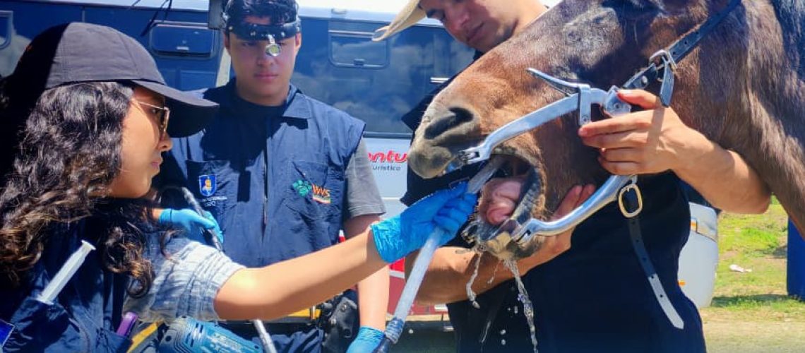 jornadas veterinarias fortalecen la atención a équidos de trabajo en san francisco de borja