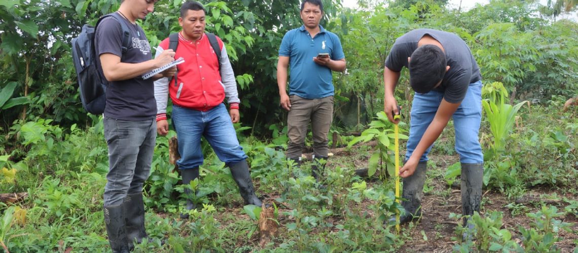 seguimiento técnico a plantas del proyecto de restauración productiva