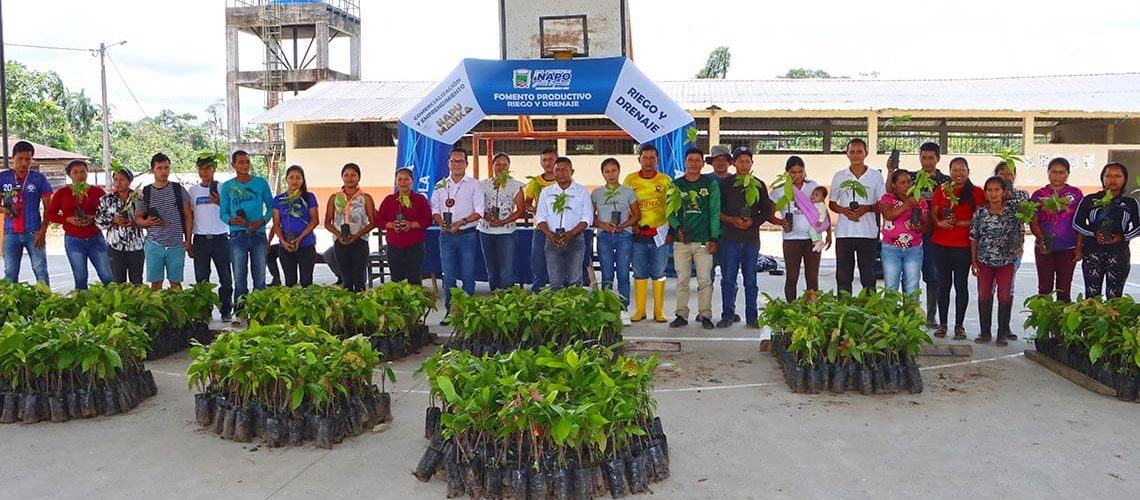 web entrega de plantas de cacao llusianta pkr