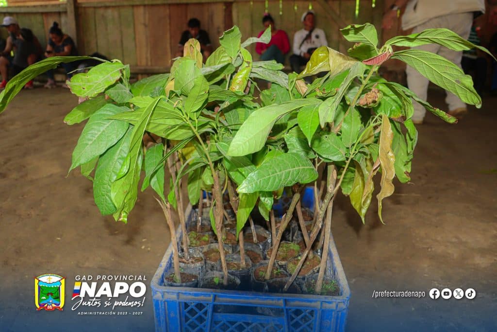 entrega de plantas de cacao fortalece la producción de la asociación askepa