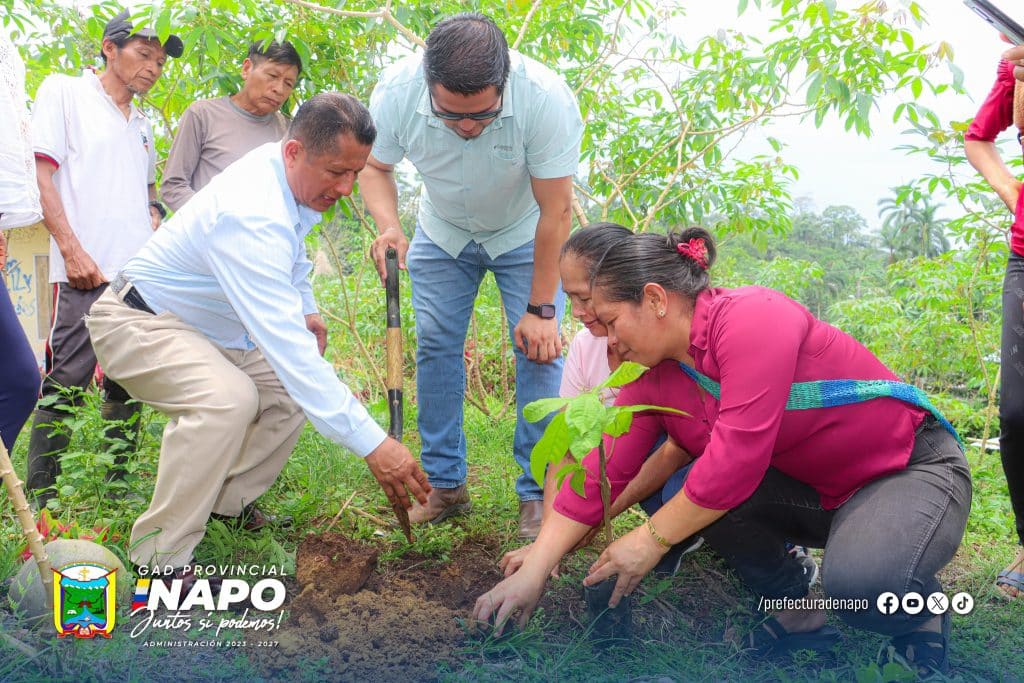 entrega de plantas de cacao fortalece la producción en la comunidad lushianta