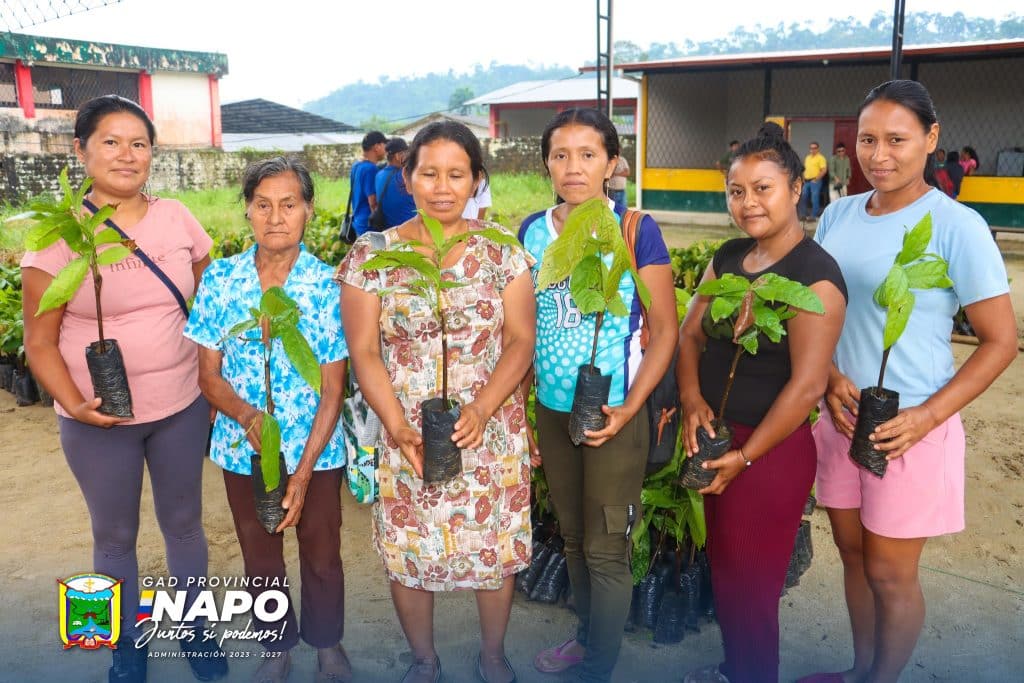 entrega de plantas de cacao fortalece la producción en la comunidad porotoyacu, parroquia san pablo de ushpayaku