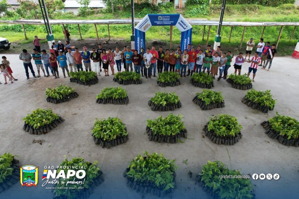 entregó 7.800 plantas de cacao de la variedad ccn51 a 52 agricultores de la comunidad ita kivilina, en el cantón archidona