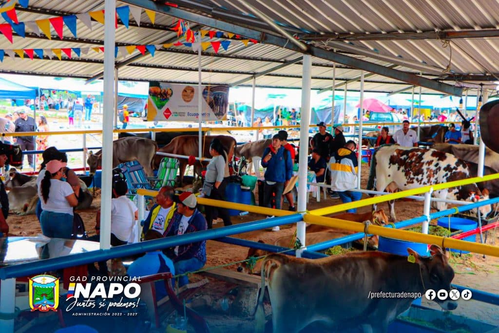 exposición y juzgamiento de ganado – feria ganadera provincial de napo