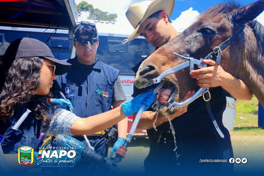 jornadas veterinarias fortalecen la atención a équidos de trabajo en san francisco de borja