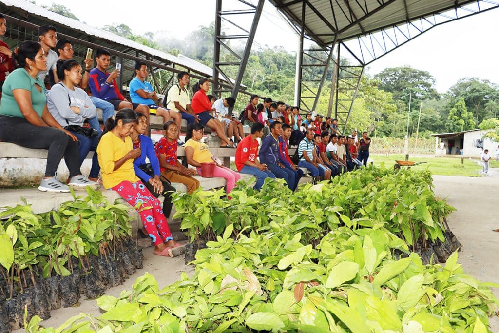 web corbetura entrega de plantas alto sumino de ahuano campo cocha san isidro