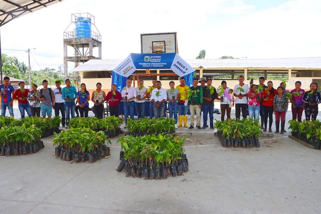 web entrega de plantas de cacao llusianta pkr